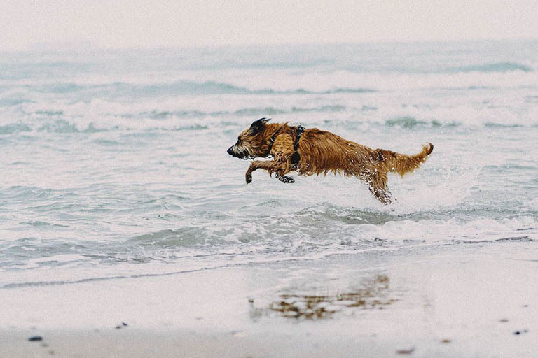 por qué quiero apretar a mi perro